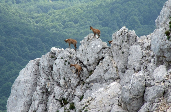 Camoscio d''Abruzzo Rupicapra pyrenaica ornata